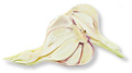chectnut faoifo 