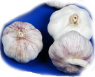 Normal white garlic