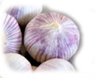 Elephant garlic